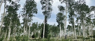 The aspen grove Pando
