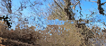 A pixelated, distorted image of ground, trees, and sky